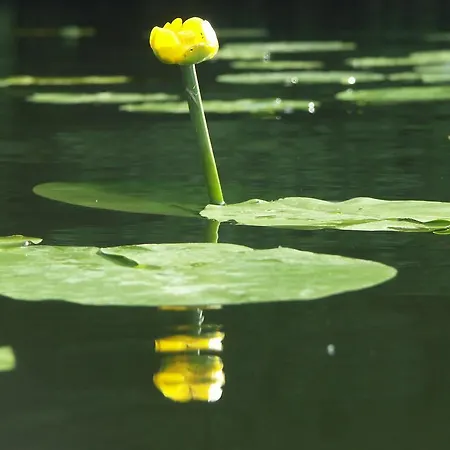 Wald&wiesengefluster Zechlinerhutte Διαμέρισμα Rheinsberg