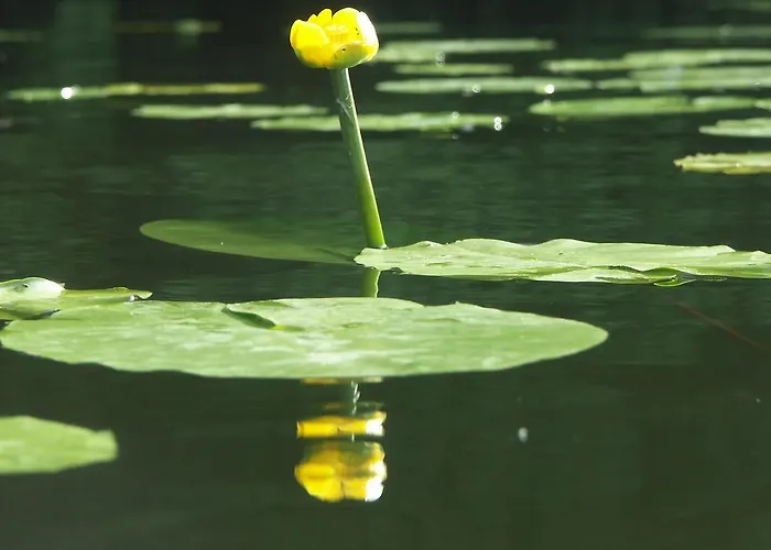 Wald&wiesengefluester Zechlinerhuette Apartamento Rheinsberg